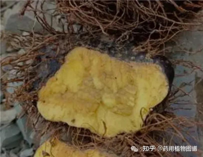 药用植物54(黄独),与薯蓣如何区分 - 知乎