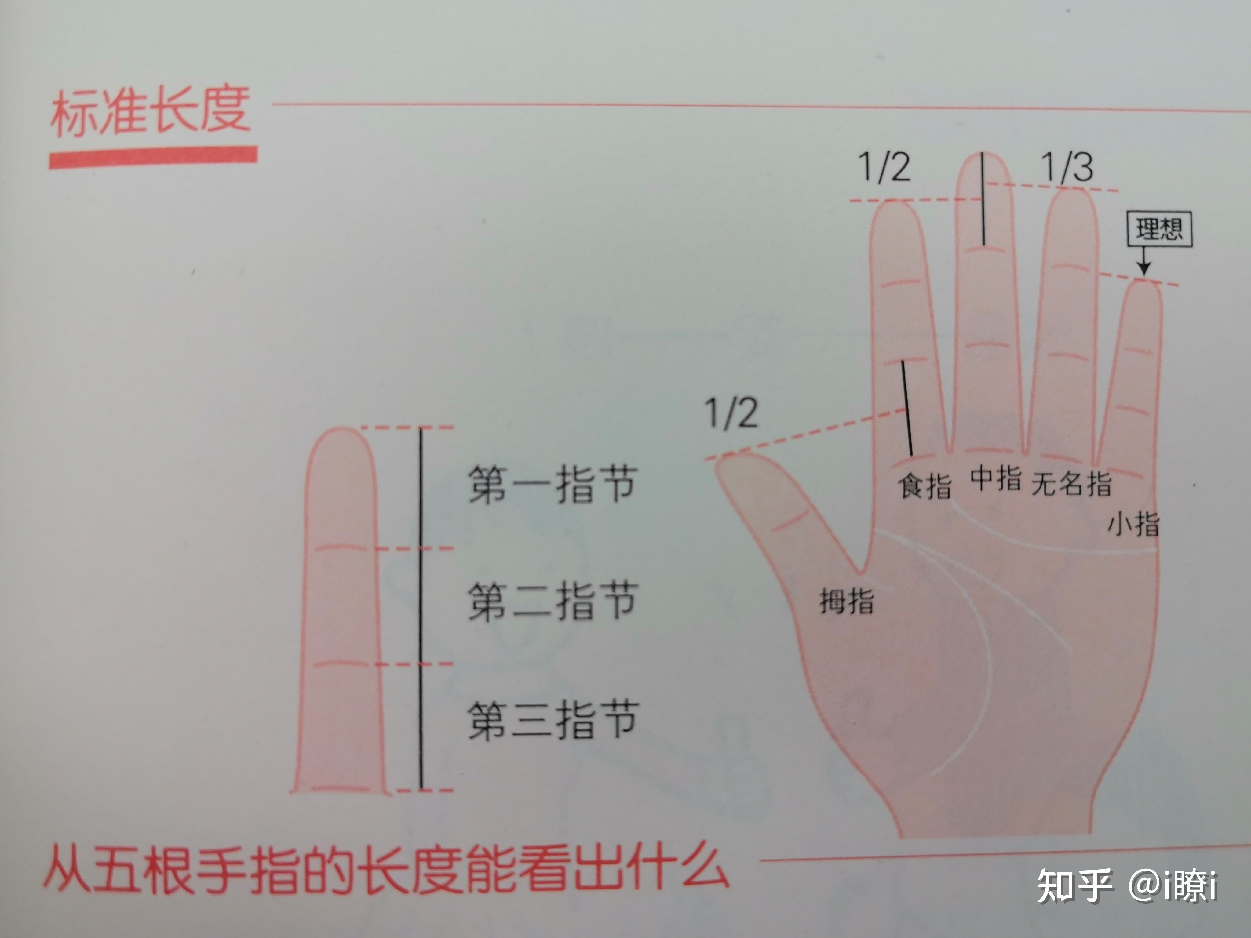 手指长短看相图解图片