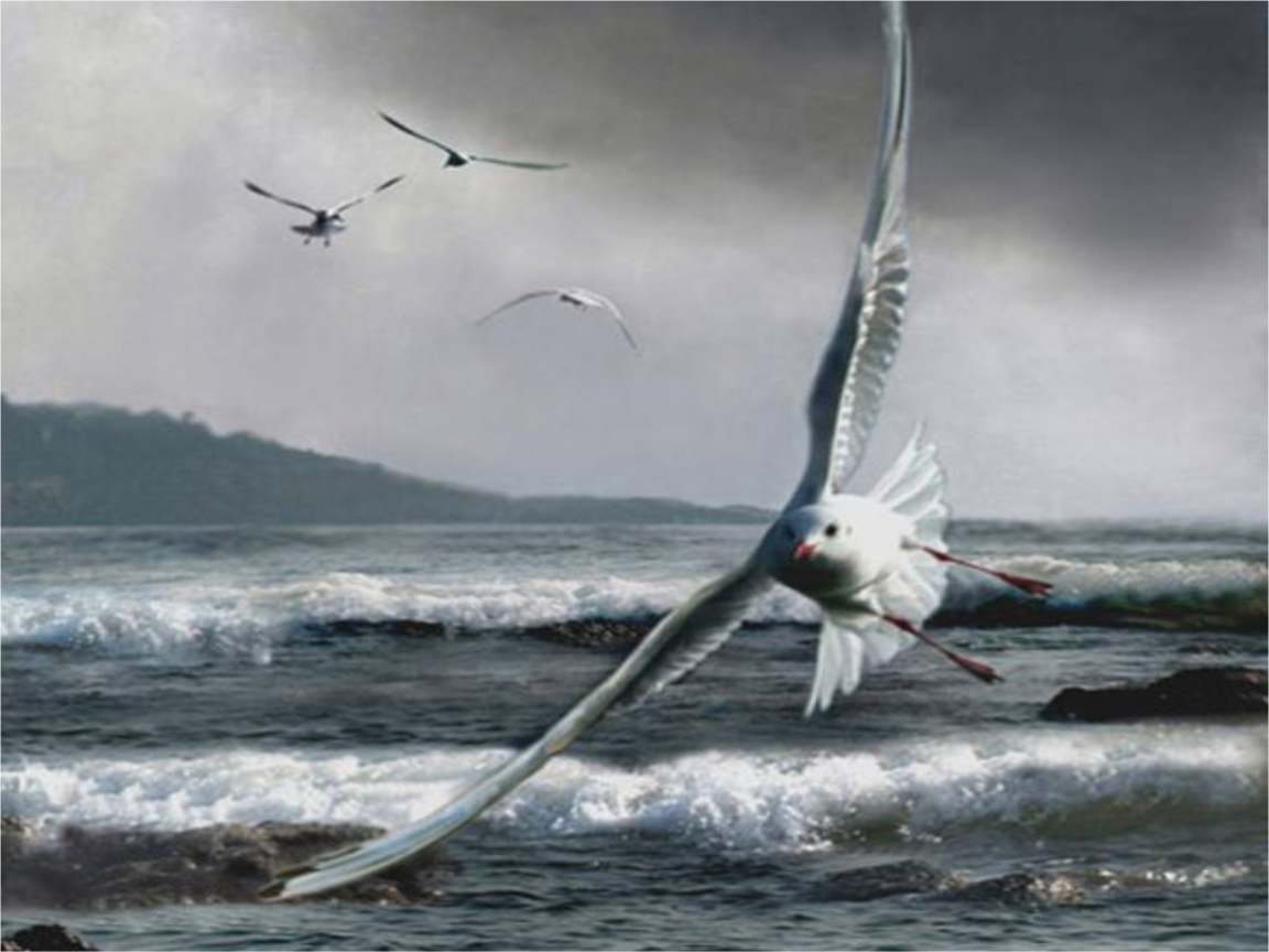 海燕-动物世界-自然大世界