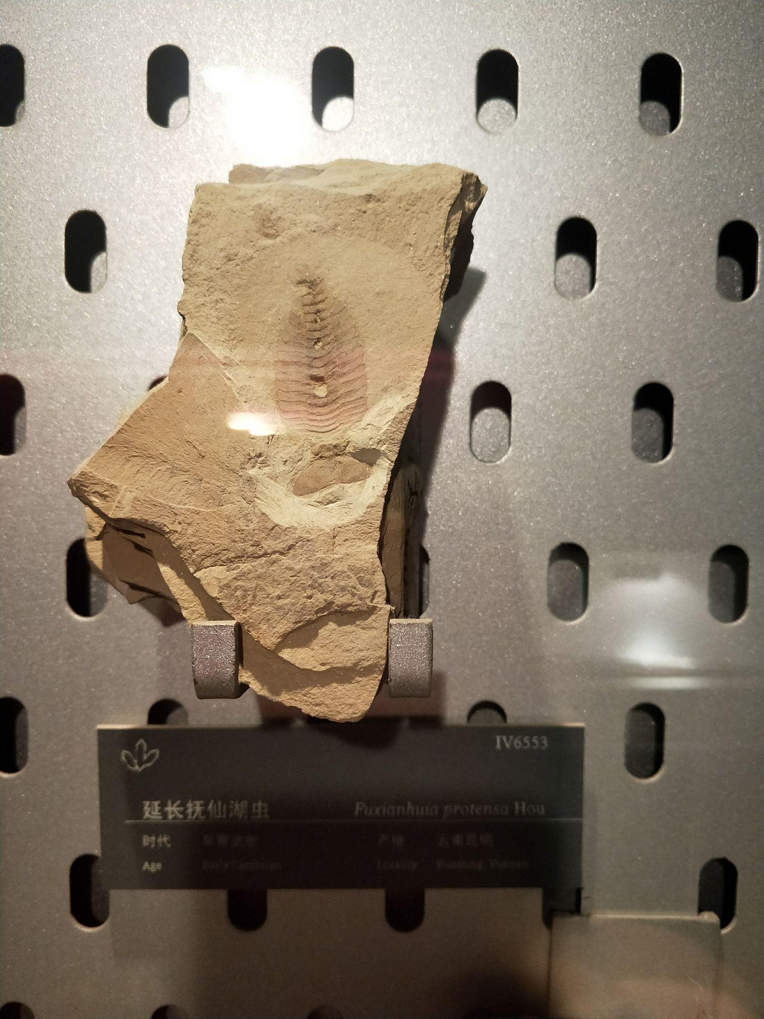 2:长柄火炬虫phlogites longus尖山海口虫的复原.