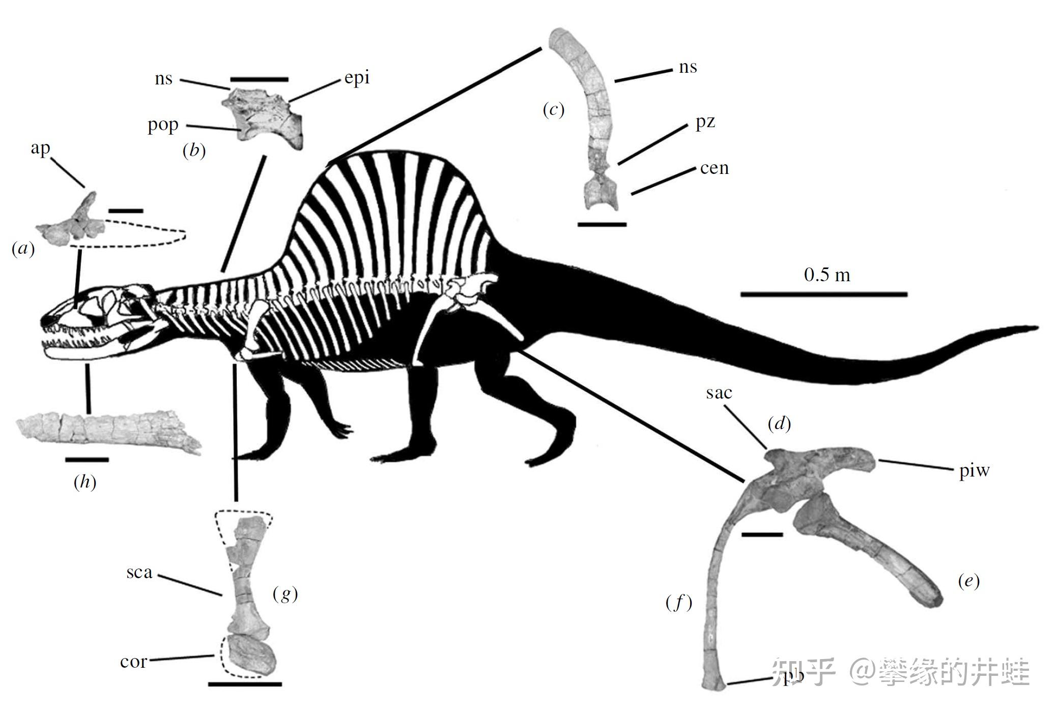 【地球演义】忽雷本纪1:主龙第一帝国(上) - 知乎