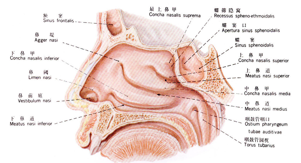 鼻粘膜位置图片图片