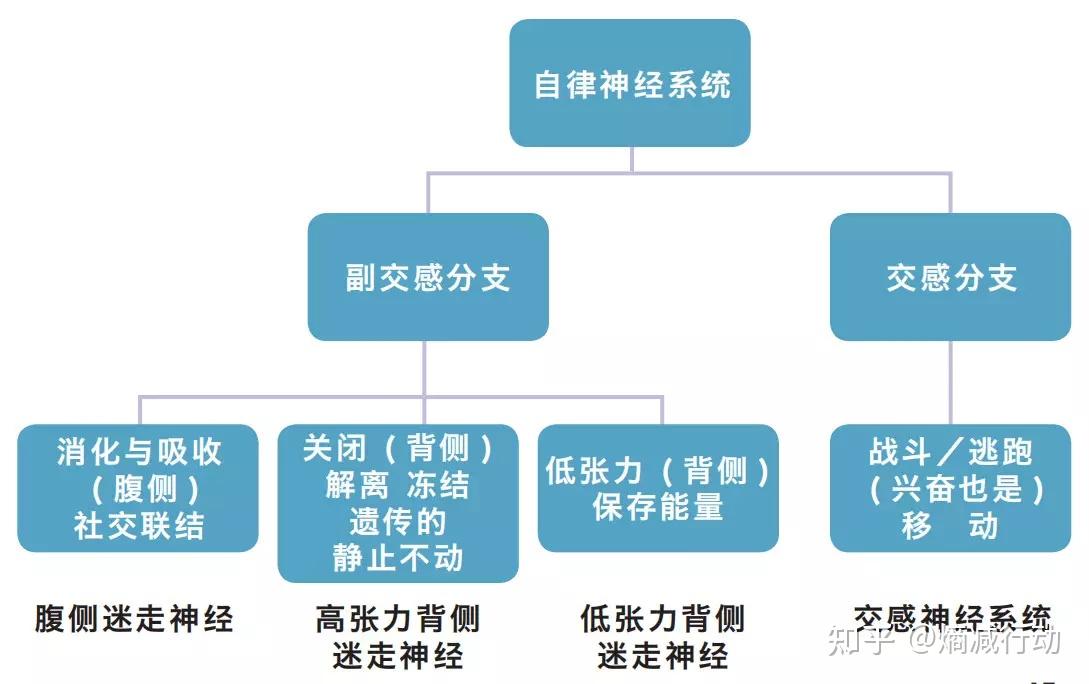 有关身心健康的自律神经