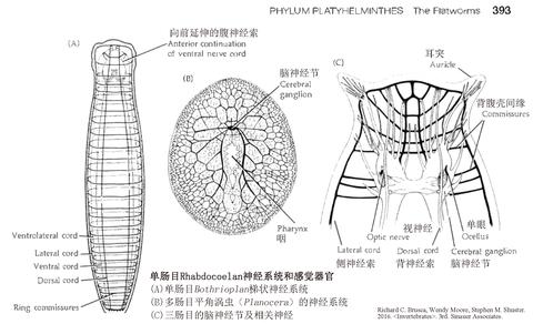 无脊椎动物 知乎