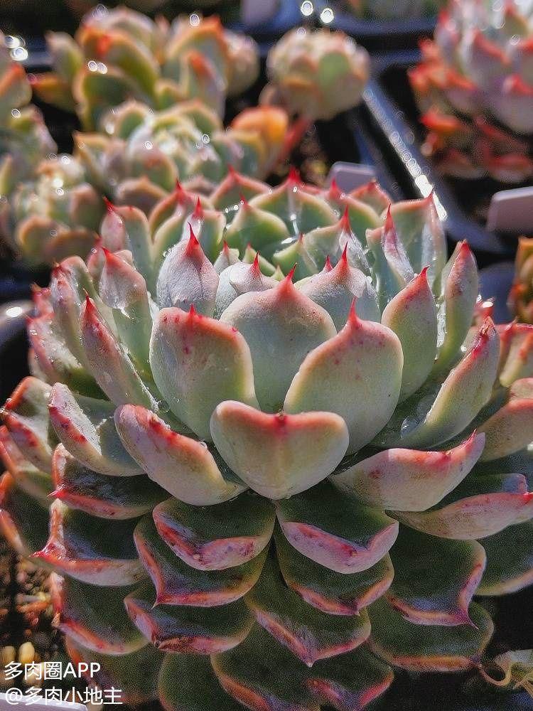 颜值和人气都很高的叠叶多肉你爱了吗