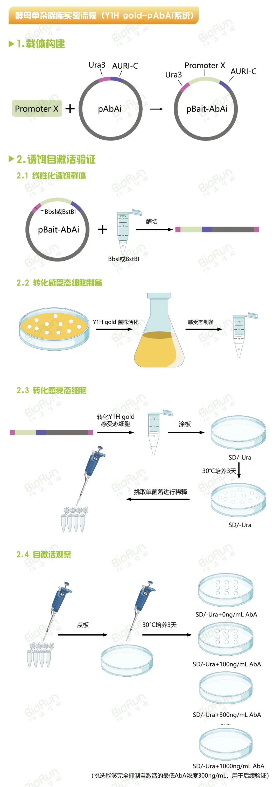 酵母双杂交系统图片