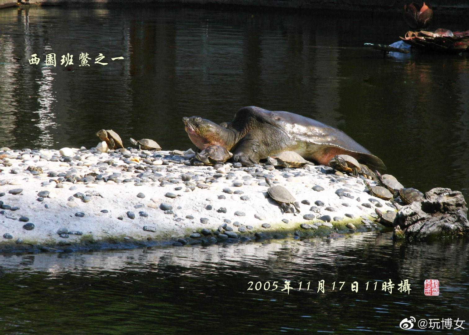 苏州动物园一只雄性,上海动物园一只雌性,西园寺两只(一雌一雄)