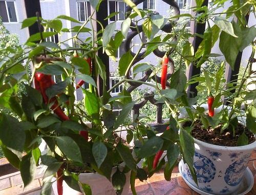 阳台种什么蔬菜最好春夏 v2-24e5aee8ec04ff46ffee9417a417ab8e_r.jpg