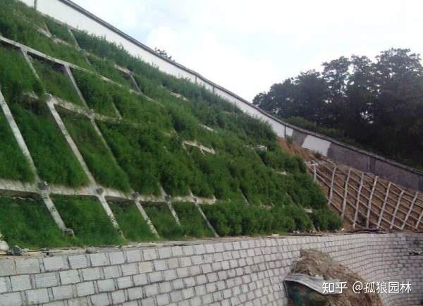 护坡固土用的草种草籽有哪些