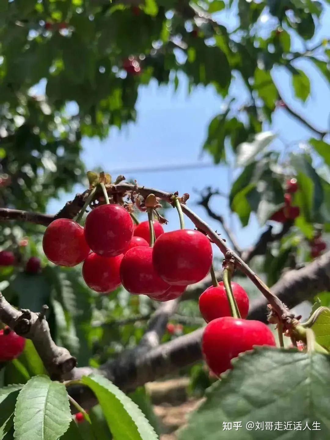 不负春光,樱你而来 | 你来临沂樱桃节旅游了吗? - 知乎