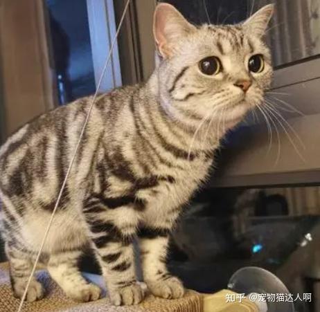 看图识猫：教你区分“美短”和“狸花猫”的不同之处！ - 知乎