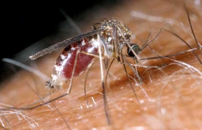 如何驱杀犬猫体内的血丝虫钩虫绦虫蛔虫