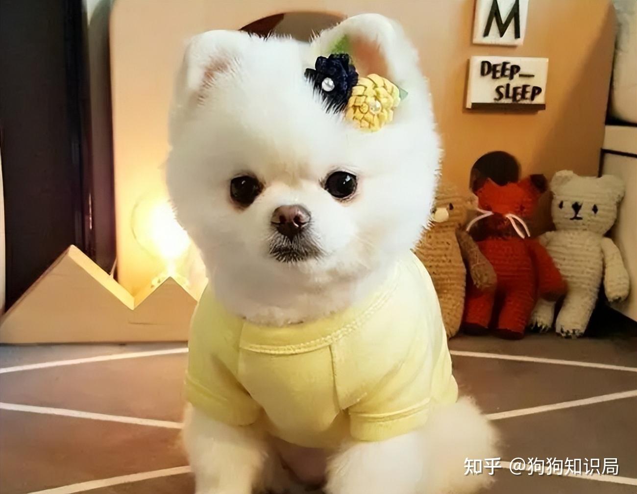 为什么更多人愿意养博美犬7个原因告诉你真相