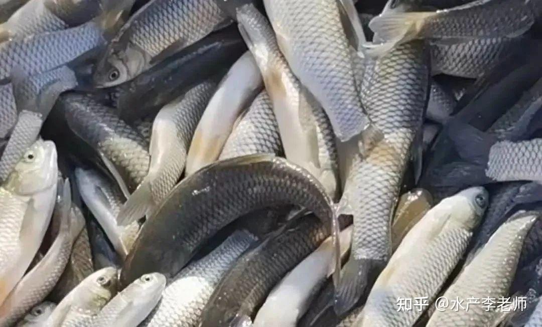 草鱼身上出现了锚头蚤有没有什么比较好的处理方法