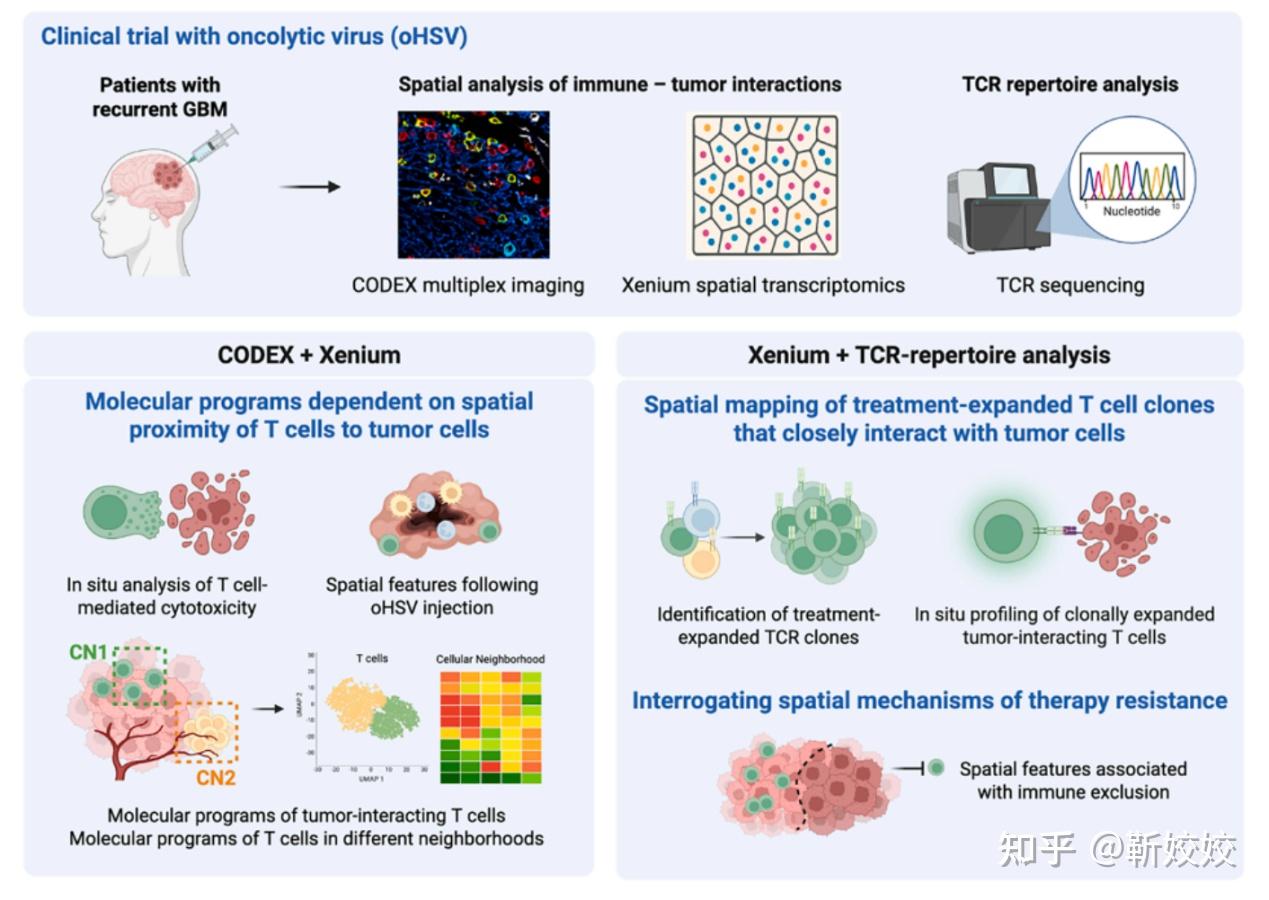 Cell | 空间多组学技术解锁溶瘤病毒免疫治疗机制 - 知乎