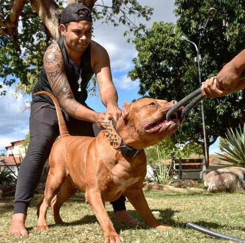 而且比特犬本身是智商不低的犬种,一些比较有难度的动作也可以轻松上