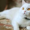 猫咪常见病系列之u2014u2014猫自发性膀胱炎（诊断治疗篇） - 知乎