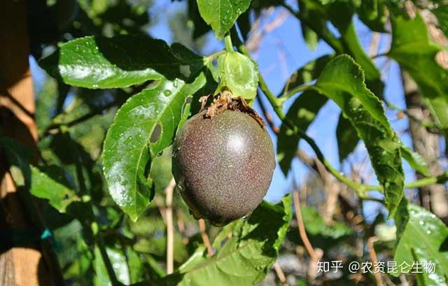 是為了滿足百香果整個生育期對肥料的基本需求,彌補土壤中養分的虧缺