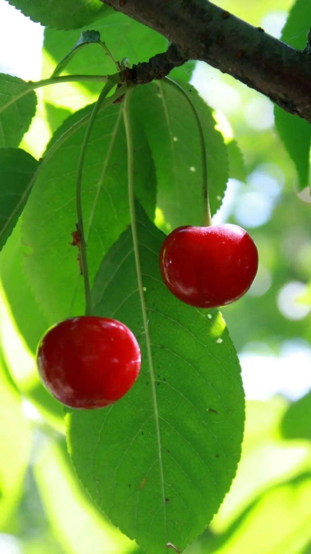 宝藏壁纸甜美樱桃壁纸合集