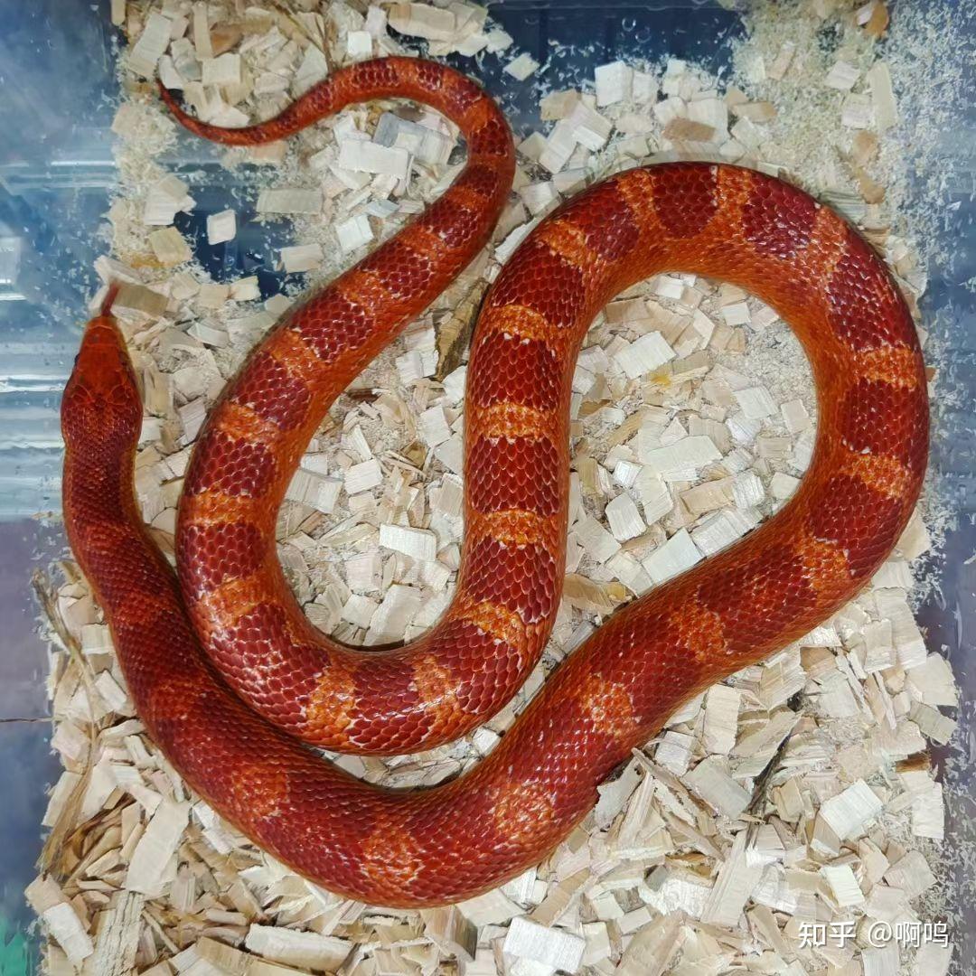 玉米蛇白化红成体图片
