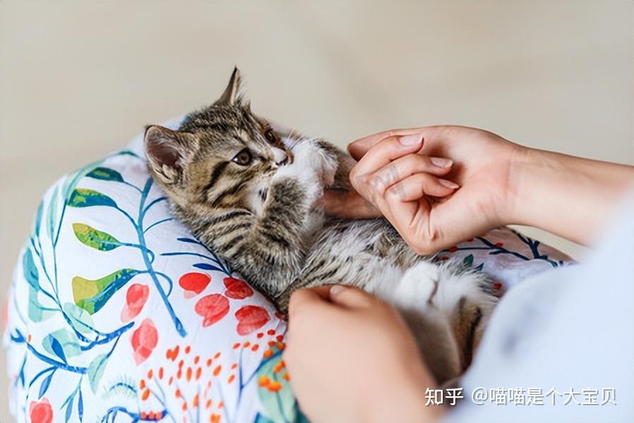 养猫的7大好处!不瞒你说,这是有科学依据的 - 知乎