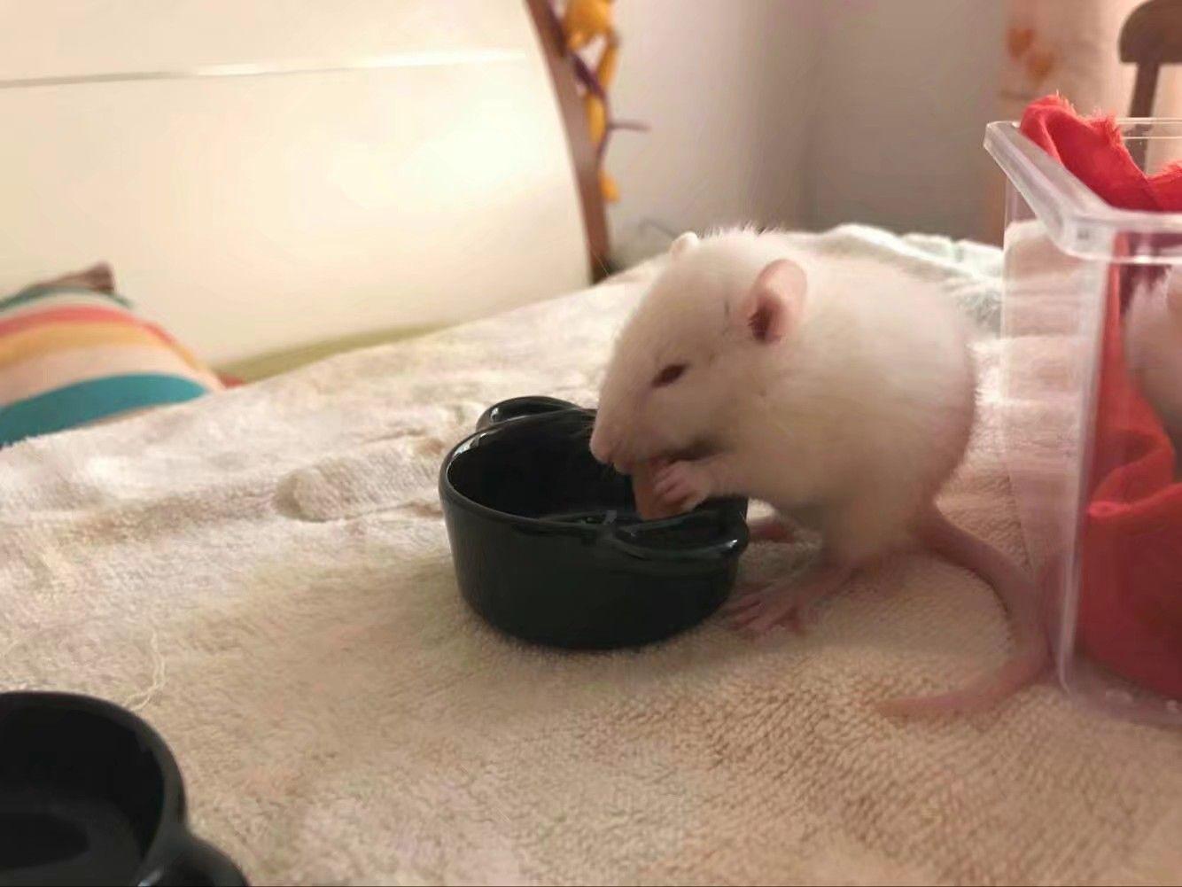 怎么养花枝鼠最好 v2-25354eb98b92fea36d6e9eb70d4fea4d_r.jpg