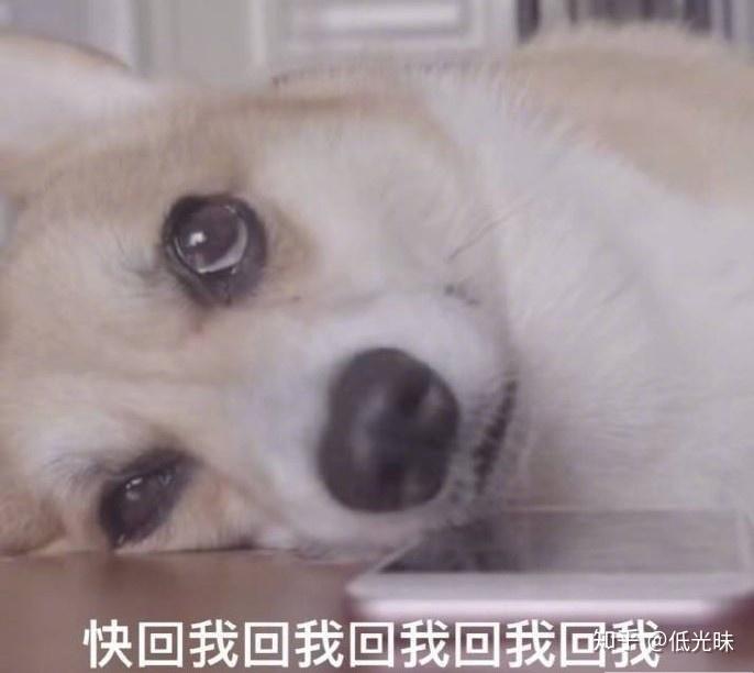 欢迎来到舔狗的世界! - 知乎