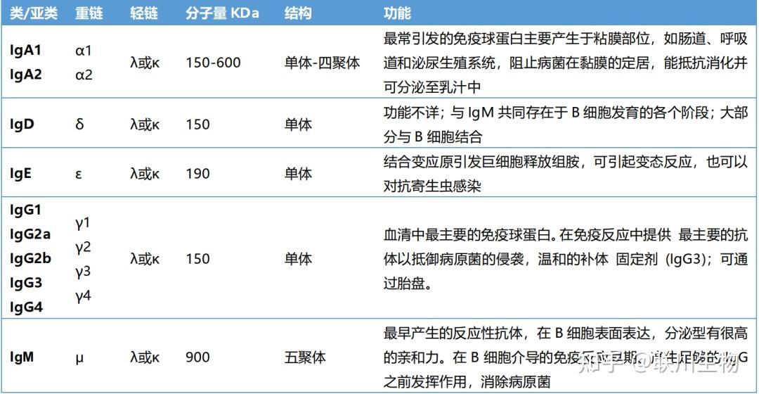 哺乳动物体内的抗体可以分为5类:igg,igm,iga,igd,ige,它们的重链分别