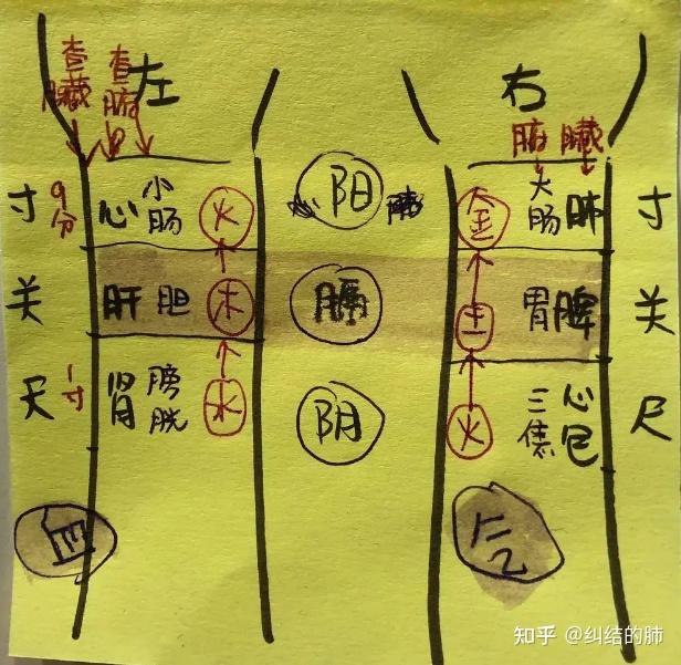 8 足阳明胃经 - 知乎