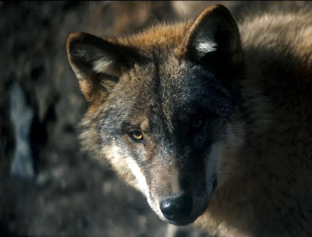 意大利狼(canis lupus italicus),是隶属于灰狼的一种中型狼.