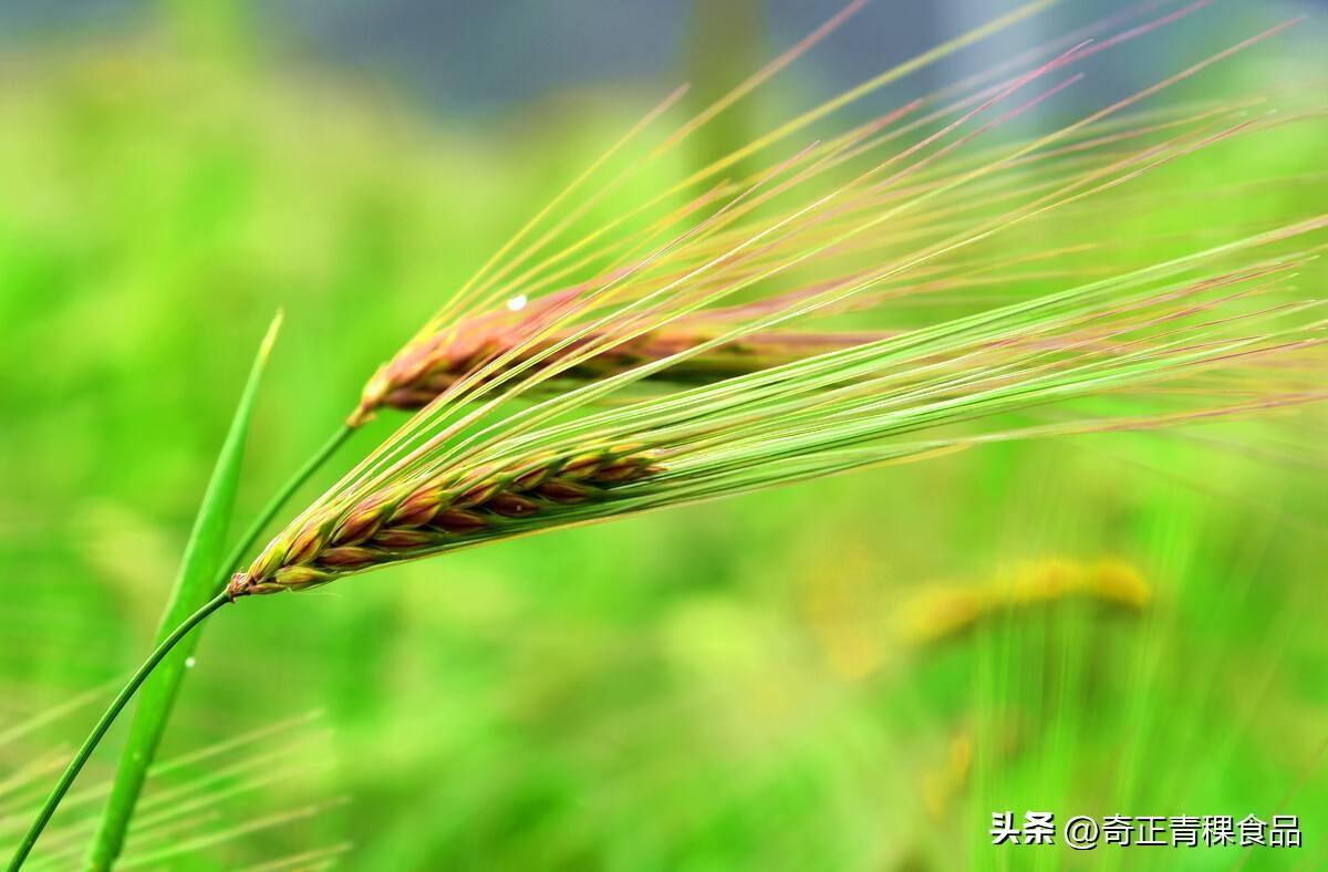 青稞与小麦有哪些区别? - 知乎