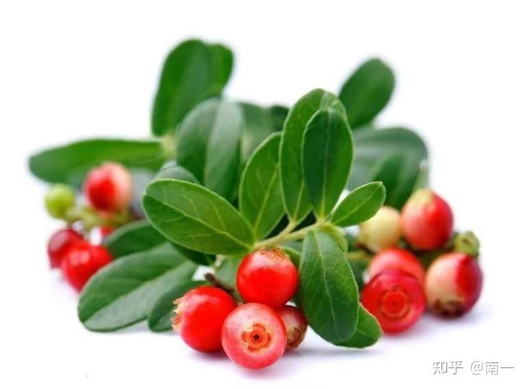 熊果苷,又名熊果素,是一种由杜鹃花科植物熊果叶中萃取出的成分.