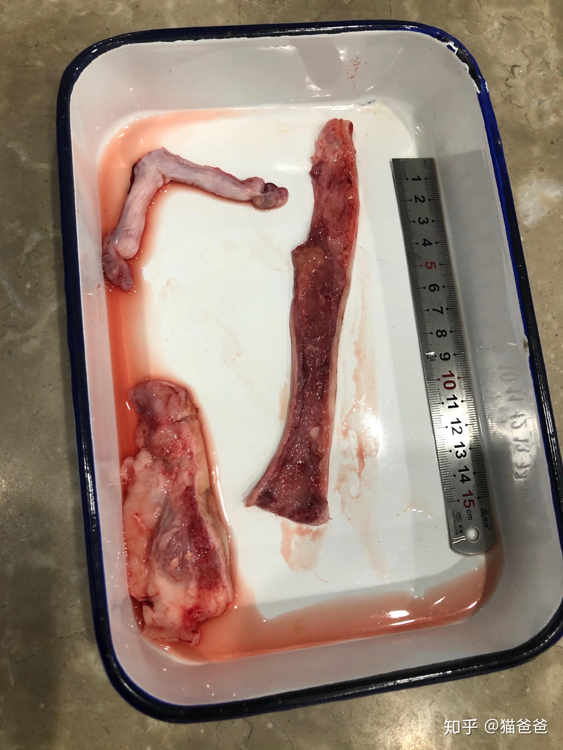 请问一下猫切下的这种乳腺肿瘤是良性的多还是恶性的多谢谢各位大佬了