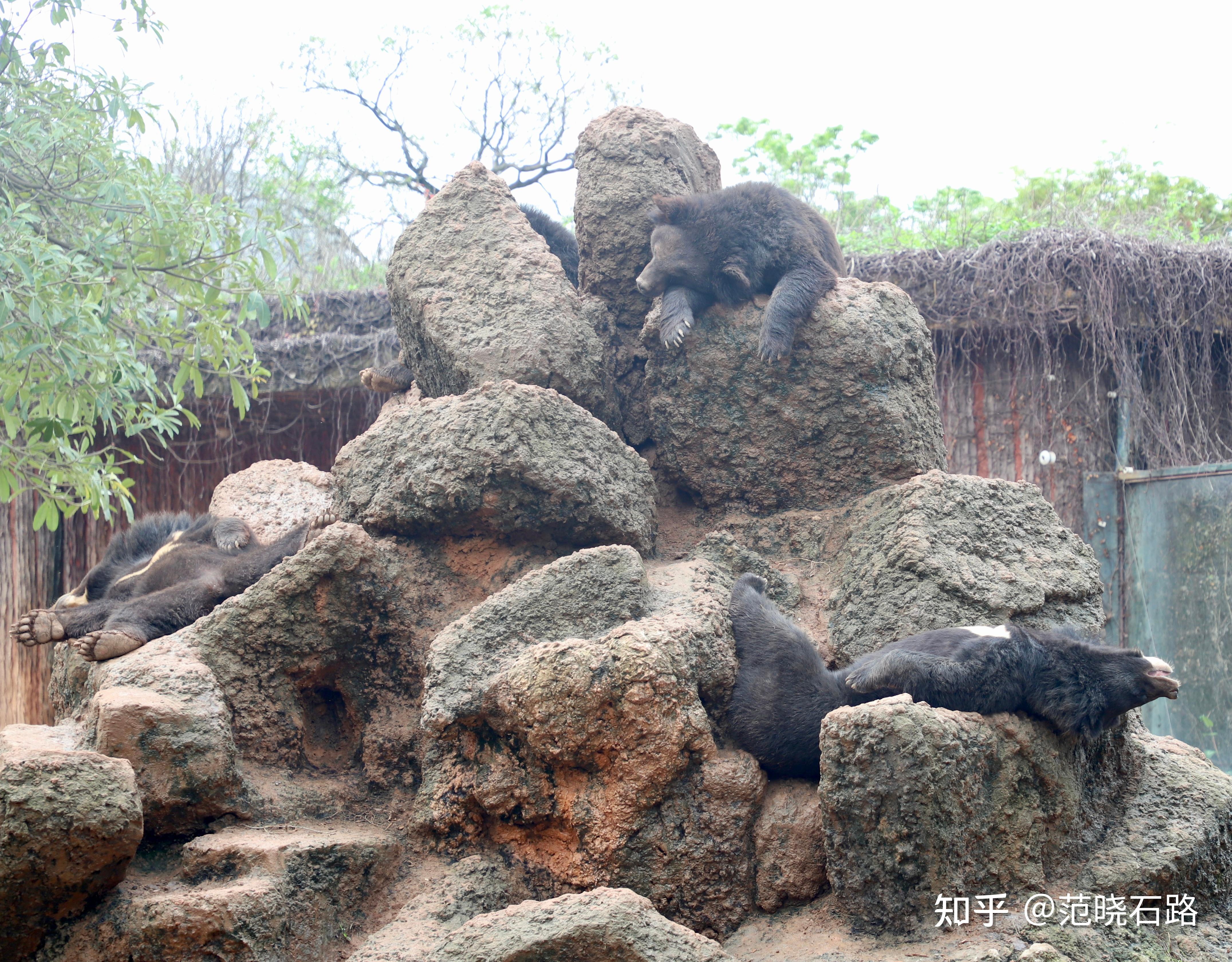 熊森動物園 - 知乎