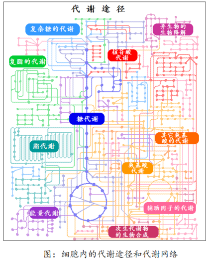 生化知识点44：代谢总论 - 知乎