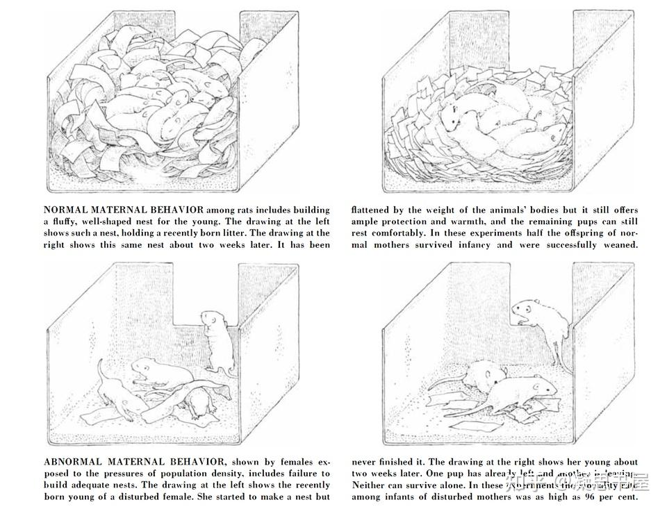 为老鼠建立乌托邦的科学家