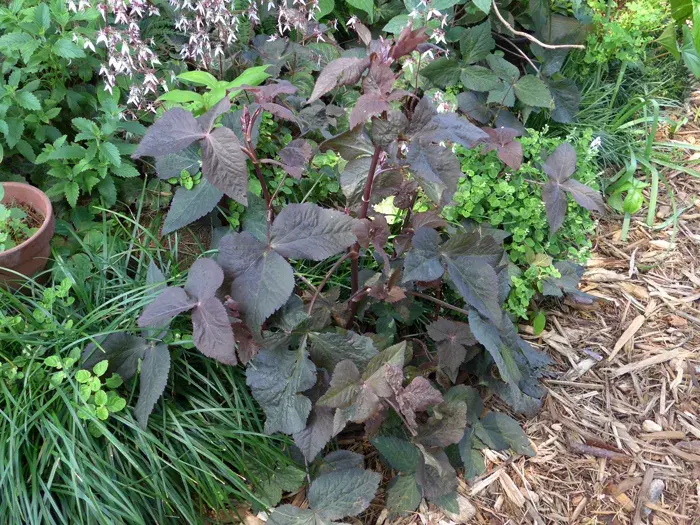 食野之苹叁紫叶鸭儿芹花叶水芹