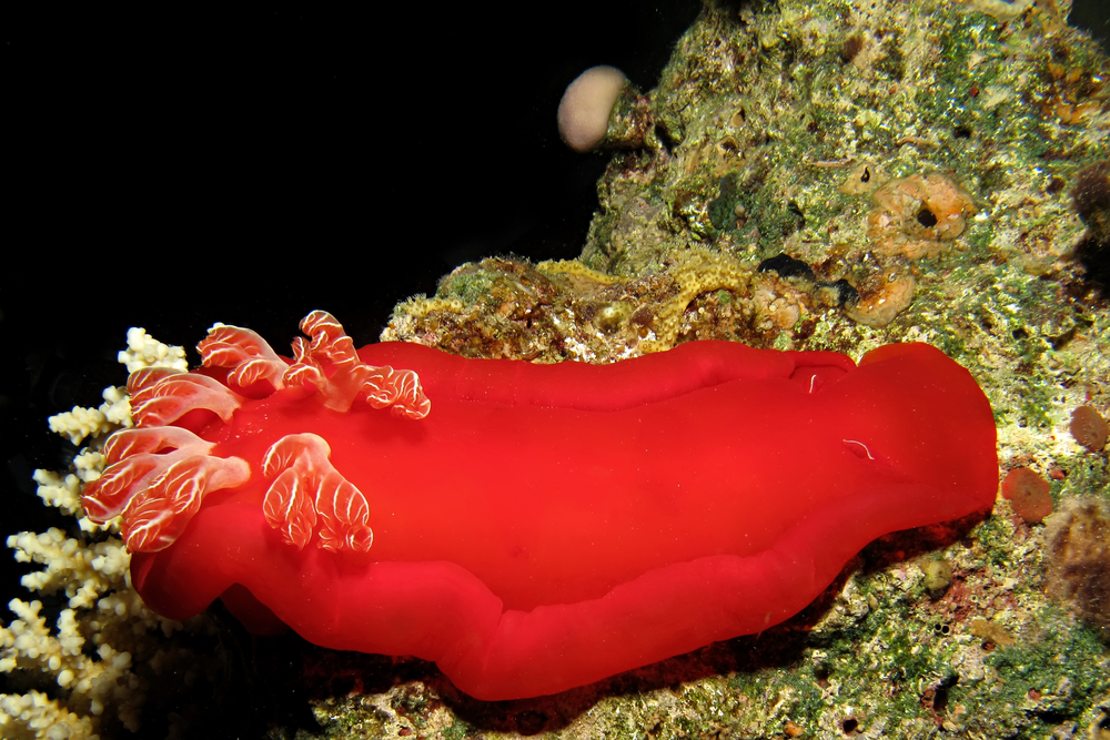 生出一朵玫瑰花的西班牙舞娘,血红六鳃海蛞蝓【睡前软体动物学163】