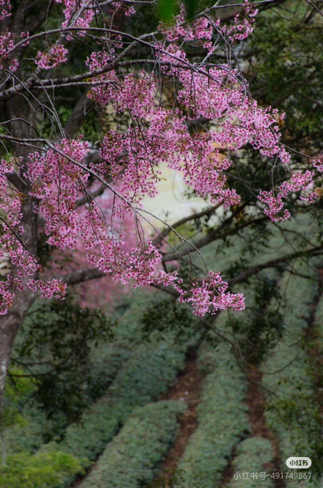 植库‖冬天盛放的樱花,带你提前过春天 - 知乎