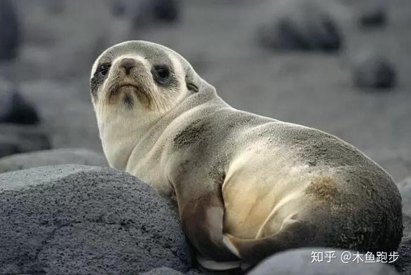 了解海洋动物的简单知识 v2-2597131d5eae5e26e9e58dd52a31d111_r.jpg