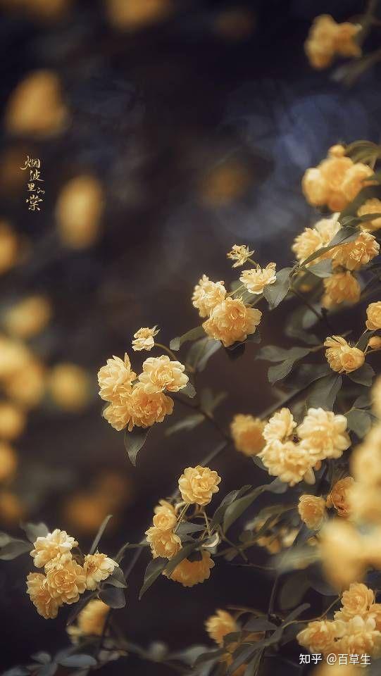 看花吗🌸超美的那种!!! - 知乎