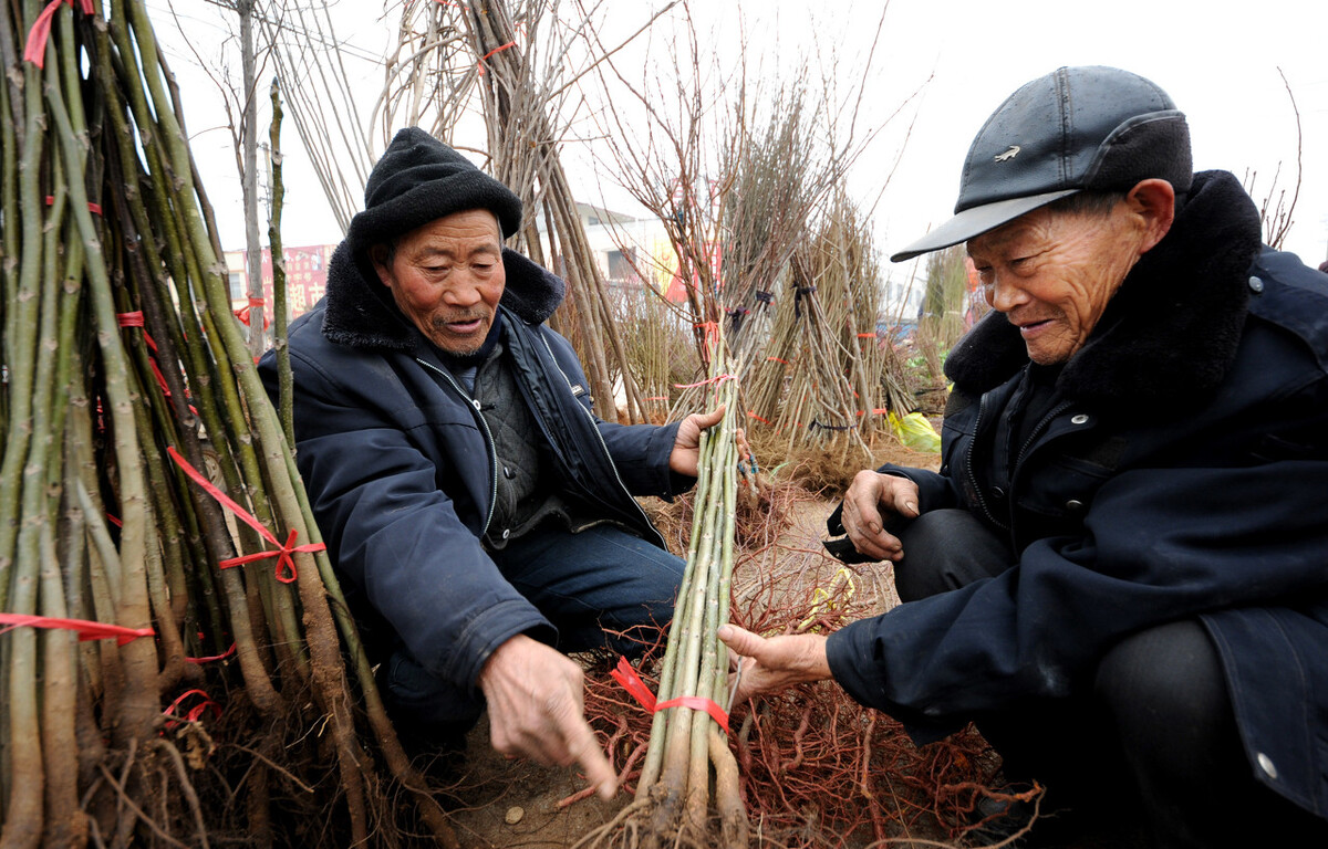 耕地補貼:基本農田上栽樹能否評價為自主經營?