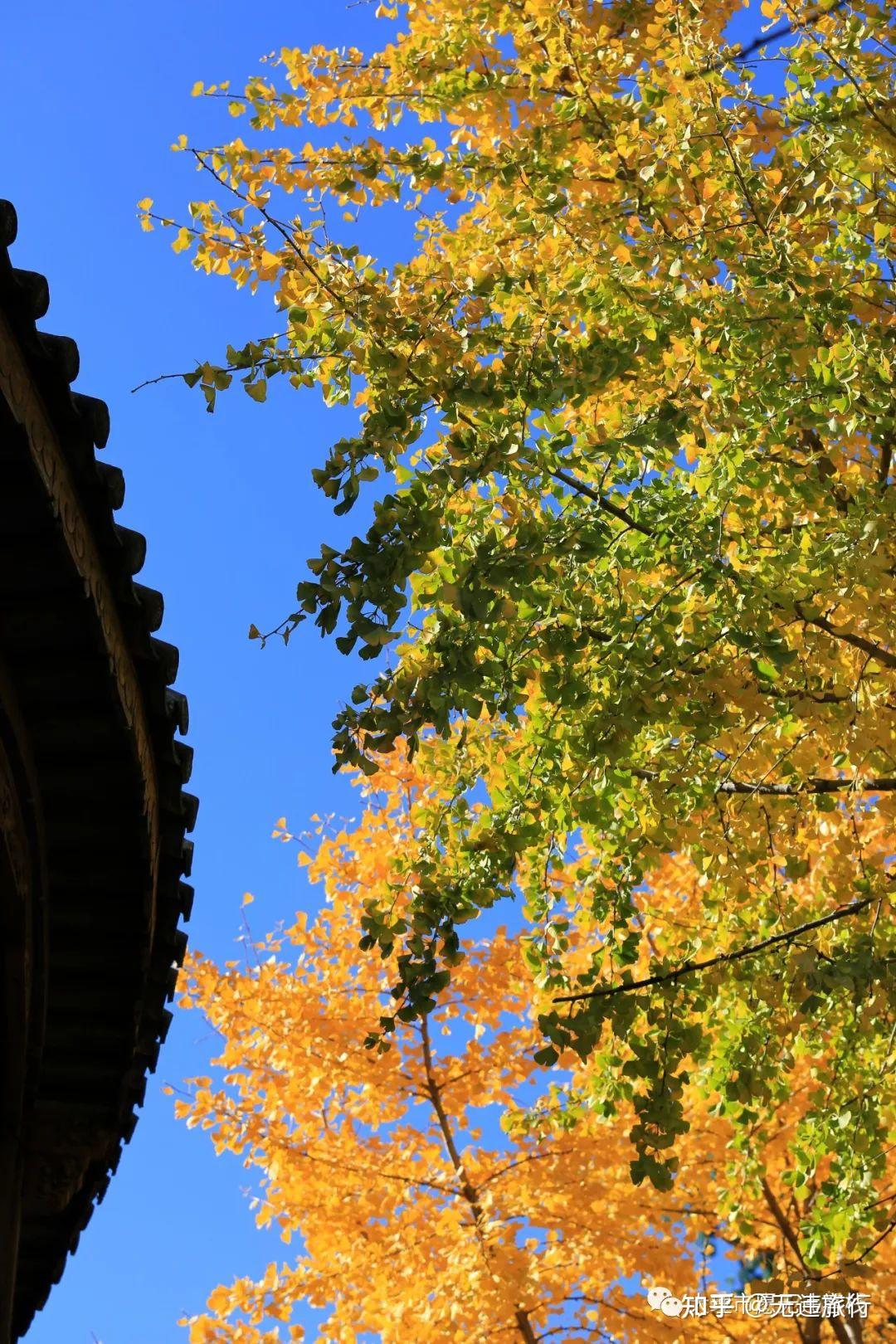 四川大学望江校区，你知多少？著名校门、经典建筑、荷花、银杏？