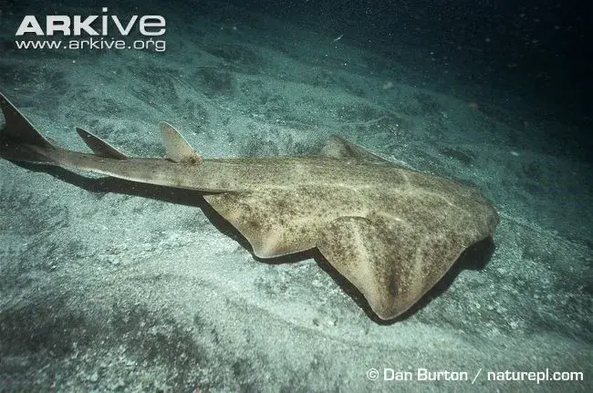 squatina)如今已是极危物种,这种生活在大西洋的奇异鲨鱼极易被拖网
