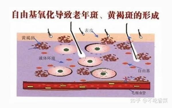 透明质酸对皮肤屏障功能修复的研究 - 知乎