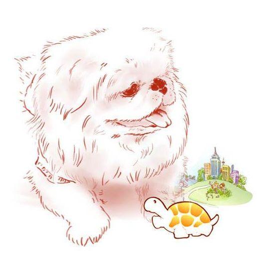 每日一宠 京巴犬 - 知乎