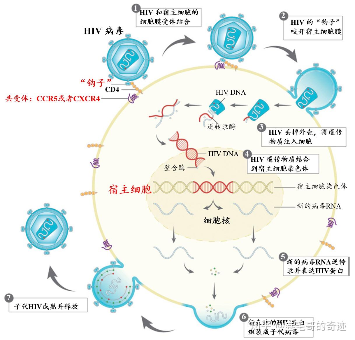 HIV侵染细胞图片