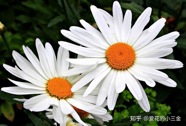 大滨菊:夏日里的白雪公主 - 知乎