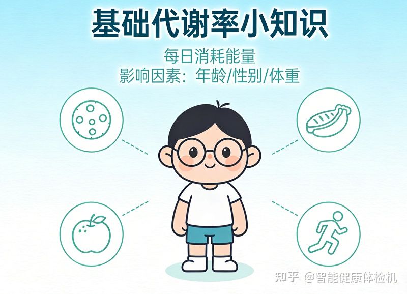 基础代谢率是什么意思？终于有人把它讲明白了（小白普通人能看懂） - 知乎