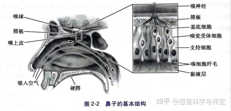 嗅球的解剖位置图片